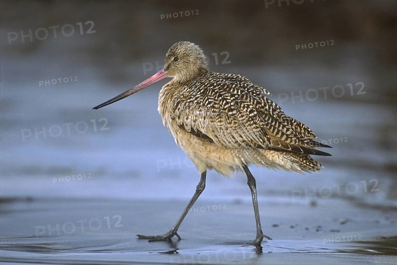 Marbled Godwit (Limosa fedoa), California, USA