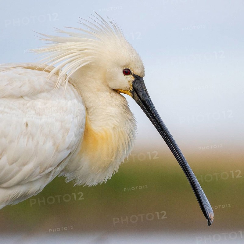 Eurasian Spoonbill (Platalea leucorodia), Pusztaszer, Hungary