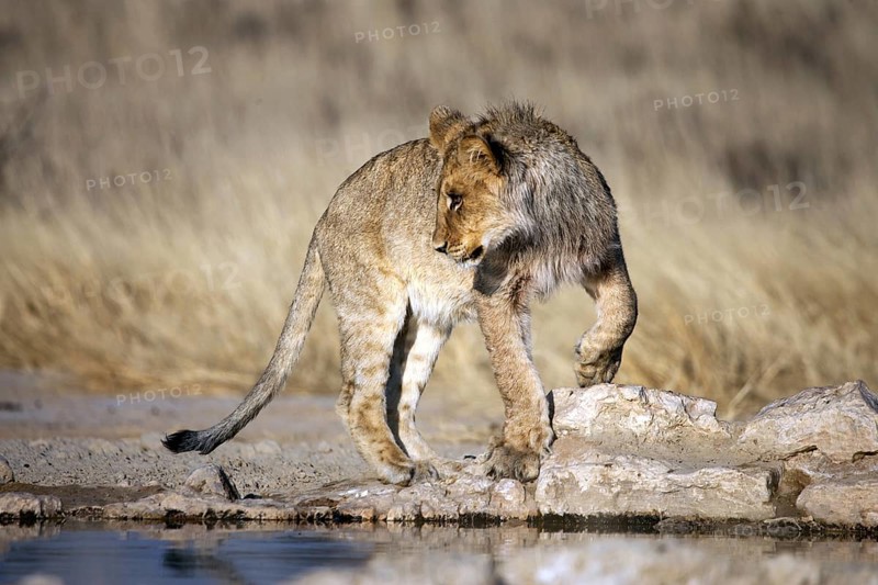 African lion, (Panthera leo) South Africa
