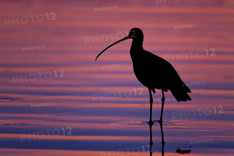 Long-billed Curlew : Morro Strand State Beach : Morro Bay, CA