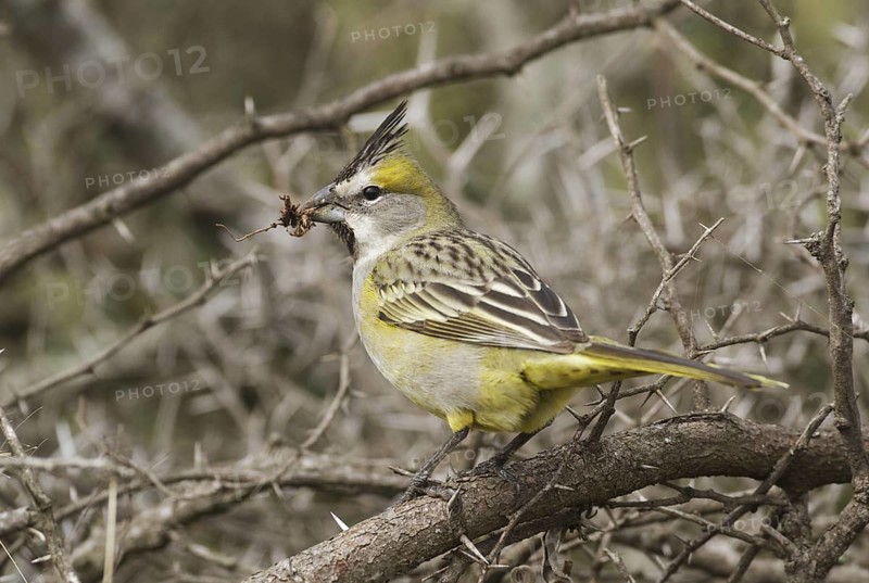 Yellow Cardinal (Gubernatrix cristata) female, Corrientes, Argentina