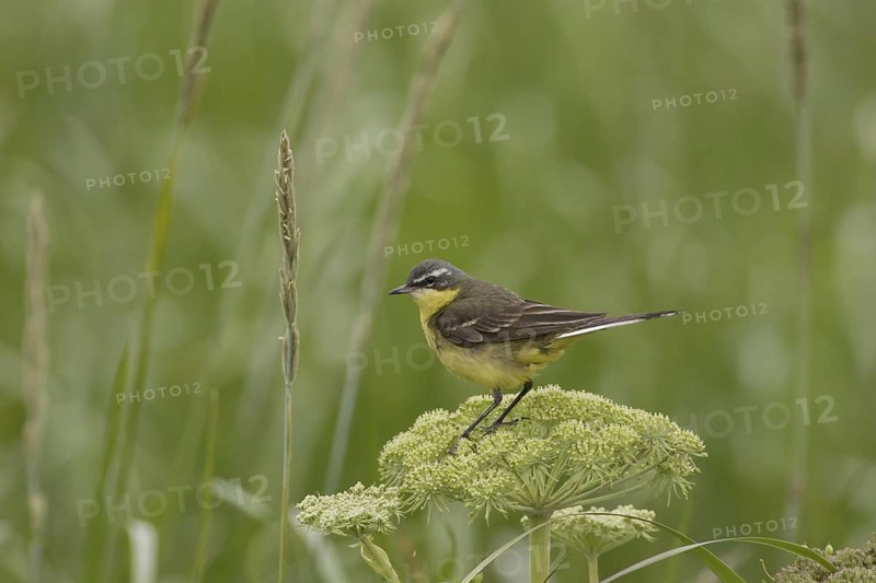 Eastern Yellow Wagtail (Motacilla tschutschensis), Alaska, USA