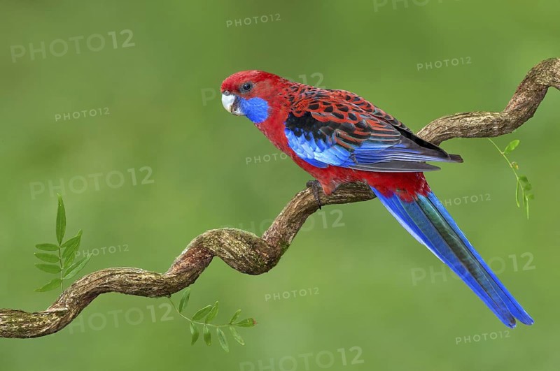 Crimson Rosella (Platycercus elegans) male, Victoria, Australia