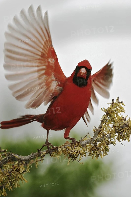 Northern Cardinal (Cardinalis cardinalis), Texas, USA