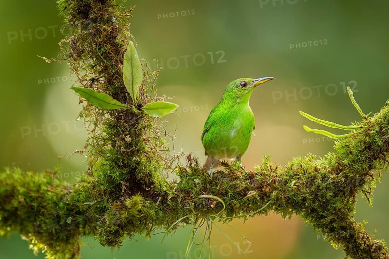 Female green honeycreeper