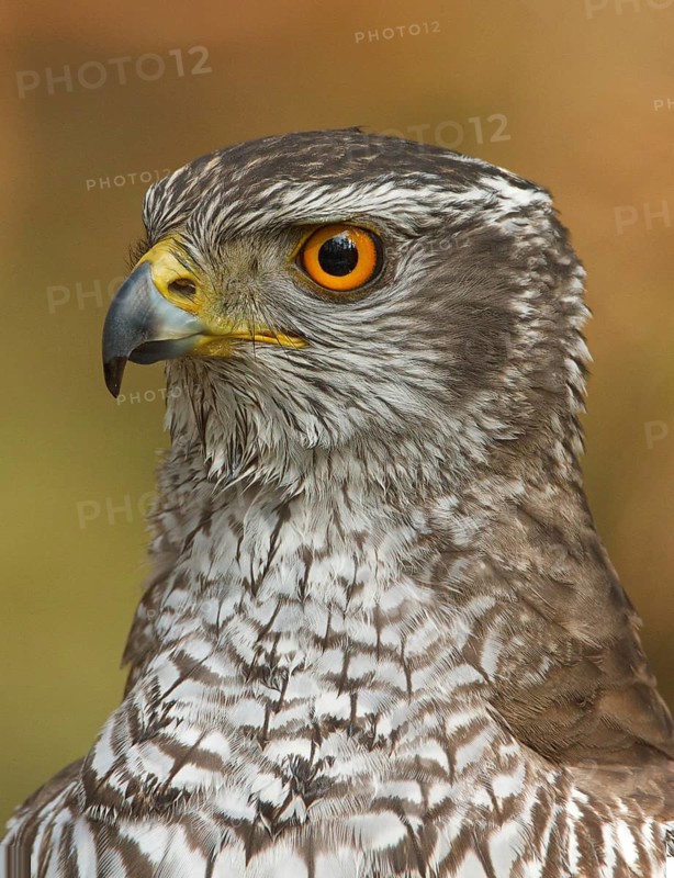 Northern Goshawk (Accipiter gentilis) male, Utrecht, Netherlands
