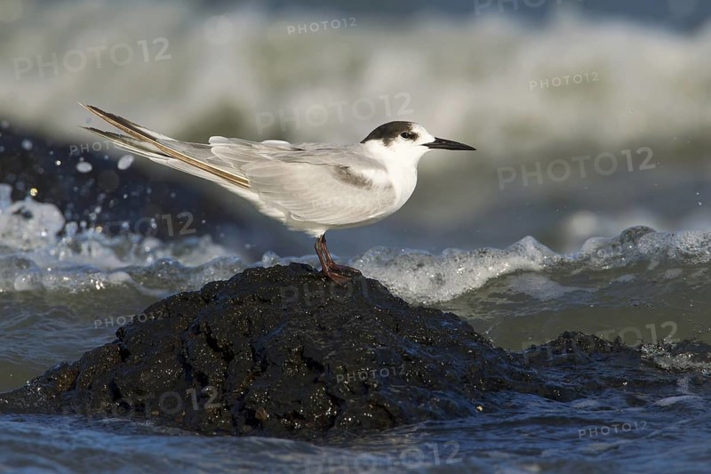 Common Tern-longipennis (Sterna hirundo longipennis), Victoria, Australia