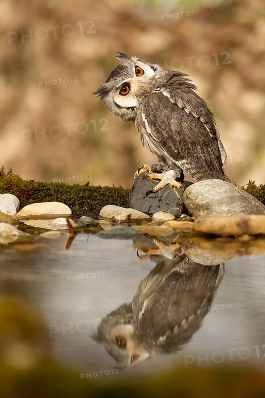 Southern White-faced Owl (Ptilopsis granti) captive, Germany
