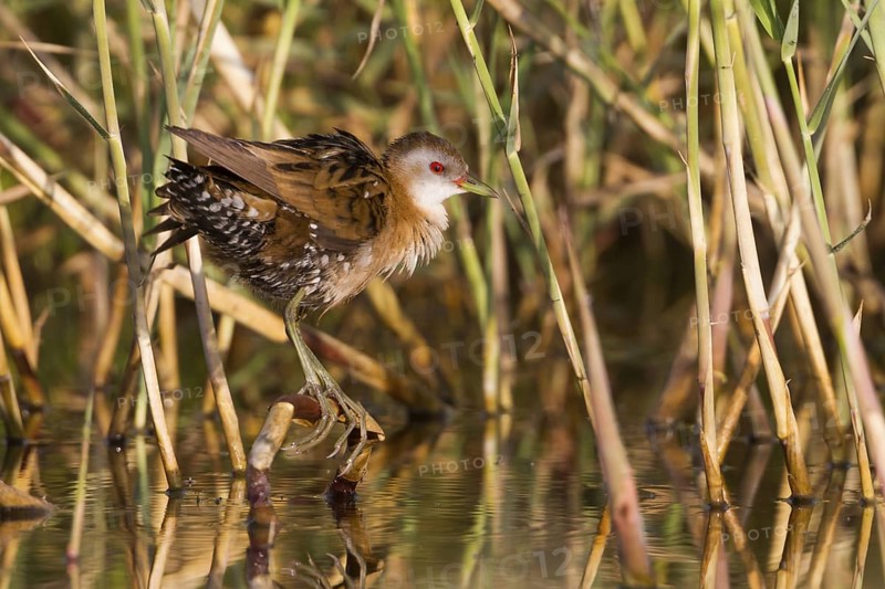 Little Crake (Porzana parva) female, Cyprus