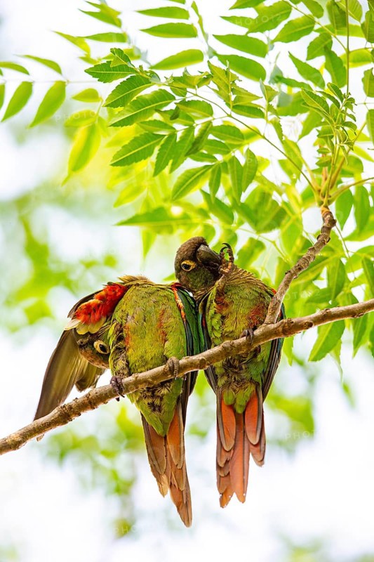 Deville Parakeet (Pyrrhura devillei) Pantanal Brazil