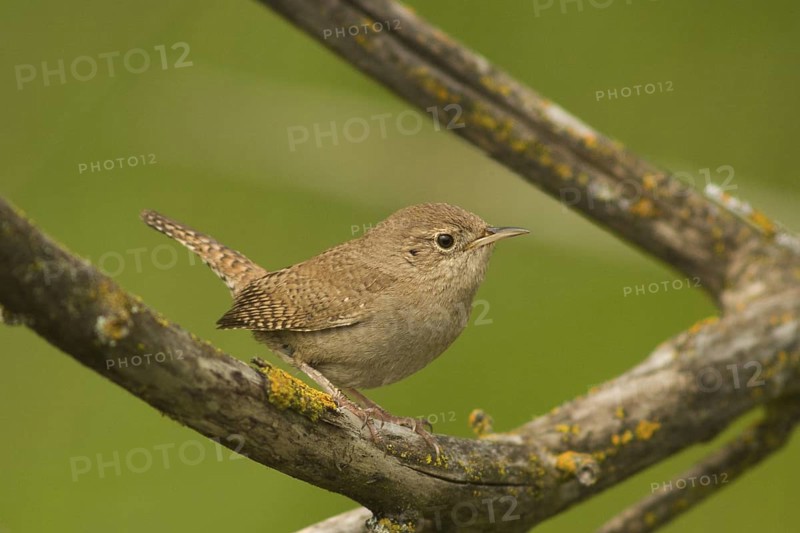 House Wren (Troglodytes aedon)