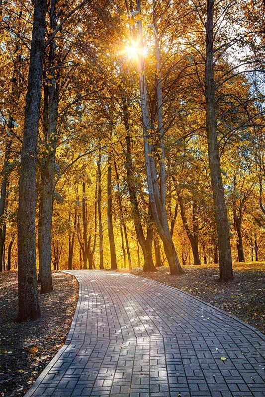 Autumn colors, fall in park with yellow leaves trees. Sun shining through foliage with lens flare