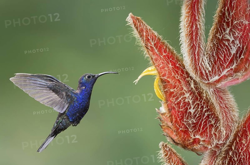 Violet Sabrewing (Campylopterus hemileucurus), Costa Rica