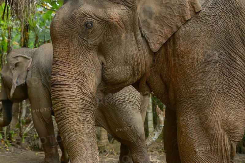 Close-up of Asian elephants amidst Thailand's vibrant jungle. The elephant's textured skin and calm demeanor highlight its majestic presence in a lush, natural habitat