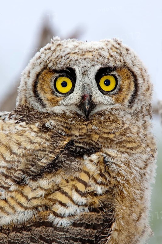 Great Horned Owl Bubo virginianus Tucson, Arizona, United States 1 June Immature Strigidae