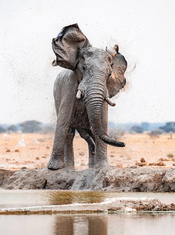 African elephant (Loxodonta africana), adult male, shaking with flapping ears, at the waterhole, funny, Nxai Pan National Park, Botswana