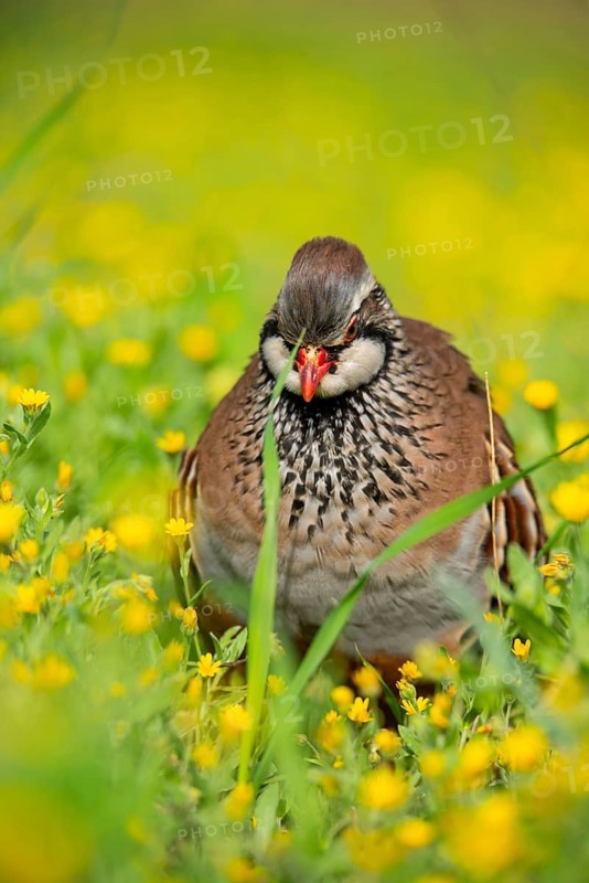 A red-legged partridge stands gracefully among vibrant yellow wildflowers, showcasing its distinctive plumage The lush green grass adds a fresh spring ambiance