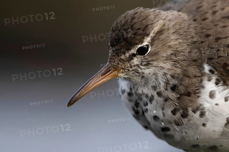 Spotted Sandpiper (Actitis macularius), Schleswig-Holstein, Germany