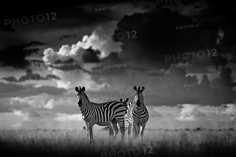 Zebra with dark storm sky. Burchell's zebra, Equus quagga burchellii, Nxai Pan National Park, Botswana, Africa. Wild animal on the grass meadow. Black and white Africa