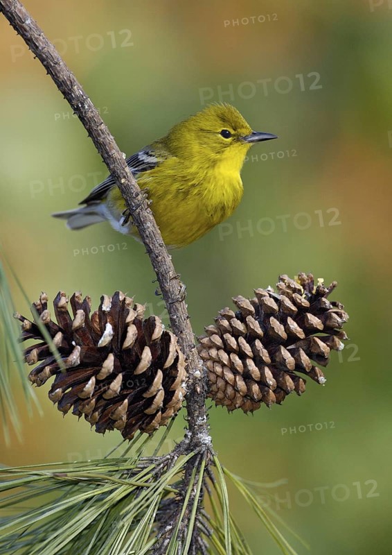 Pine Warbler (Setophaga pinus), Texas, USA
