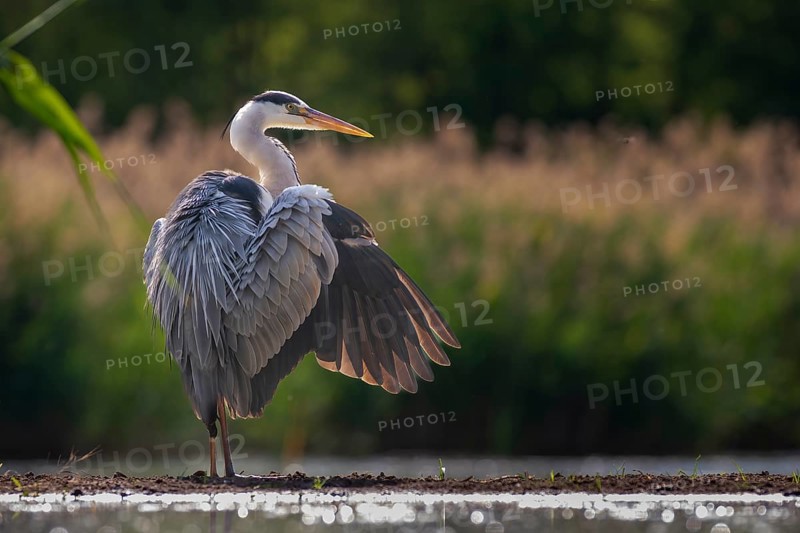 Grey Heron (Ardea cinerea), Kiskunsag National Park, Hungary
