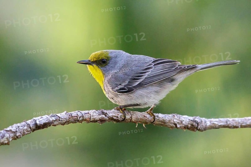 Olive-capped Warbler (Dendroica pityophila) perched on a branch in Cuba