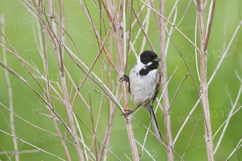 Reed Bunting - Rohrammer - Emberiza schoeniclus ssp. stresemanni, Hungary, adult male
