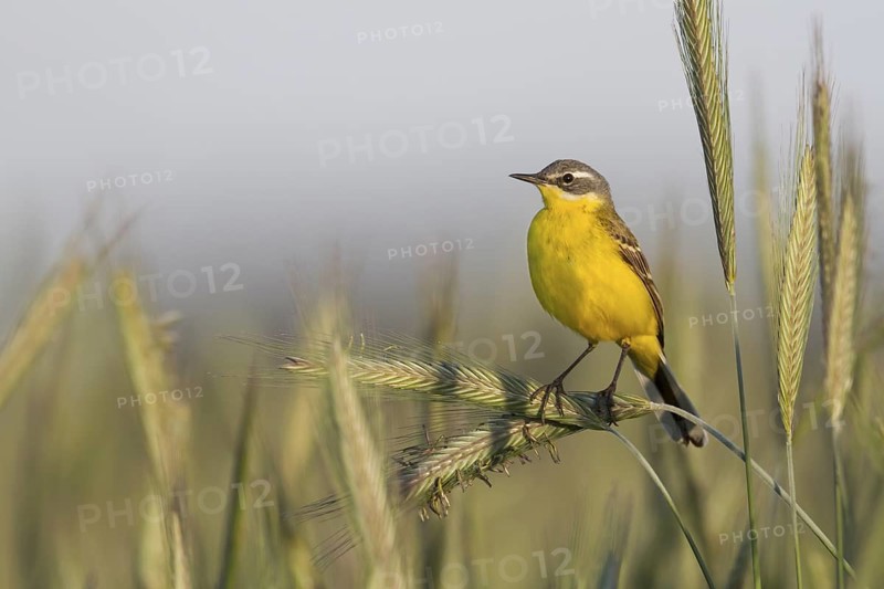 Blue-headed Wagtail - Wiesen-Schafstelze - Motacilla flava ssp. flava, Poland, adult male