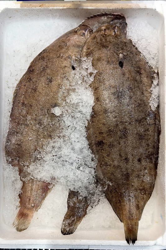 Display of fish caught fresh fish sole (Solea solea) on ice in refrigerated counter fish counter of fishmonger fish sale, food trade, fish trade, speciality shop, Germany