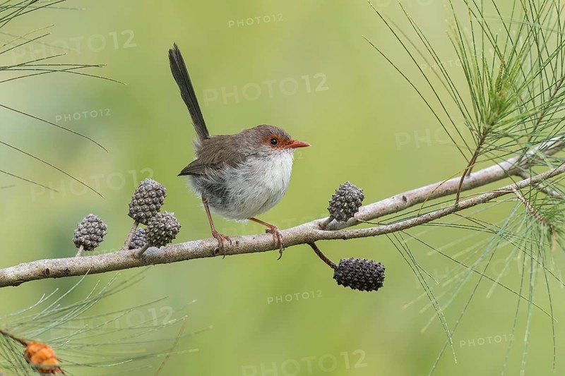 Superb Fairywren (Malurus cyaneus) perched on a branch in eastern Australia