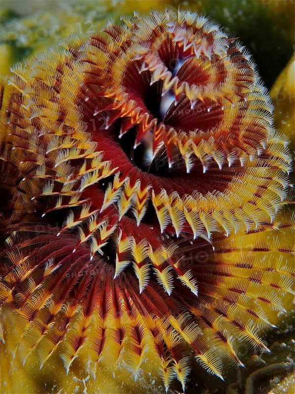 Christmas tree worm (Spirobranchus giganteus)