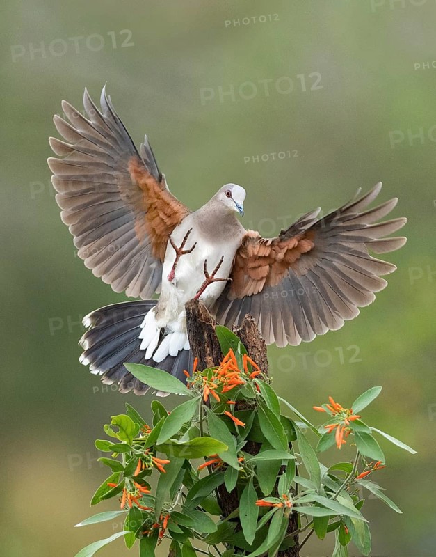 White-tipped Dove (Leptotila verreauxi) approaching a stump, Texas, USA