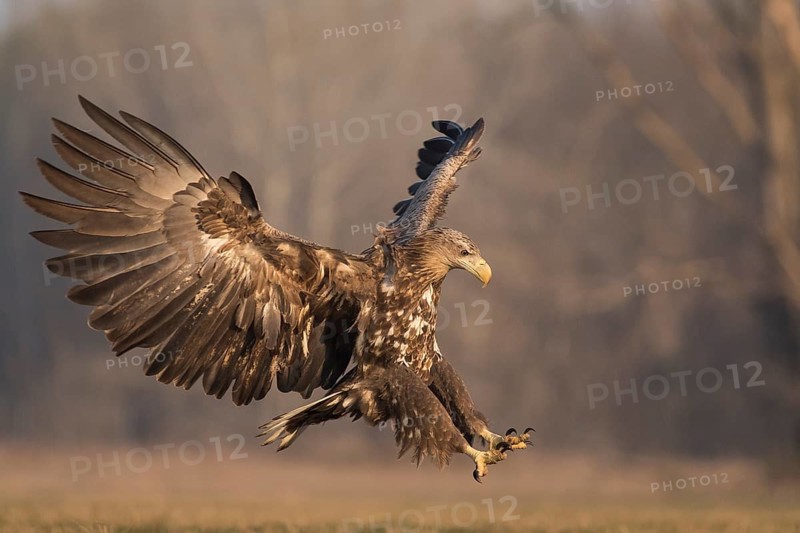 White-tailed Eagle (Haliaeetus albicilla) subadult landing, Subotica, Hungary