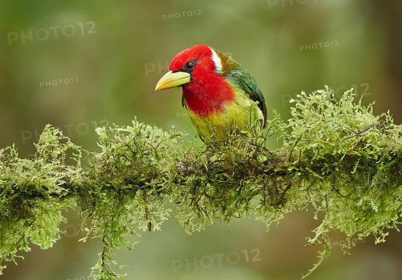 Red-headed Barbet (Eubucco bourcierii) male perched on a mossy branch, Ecuador