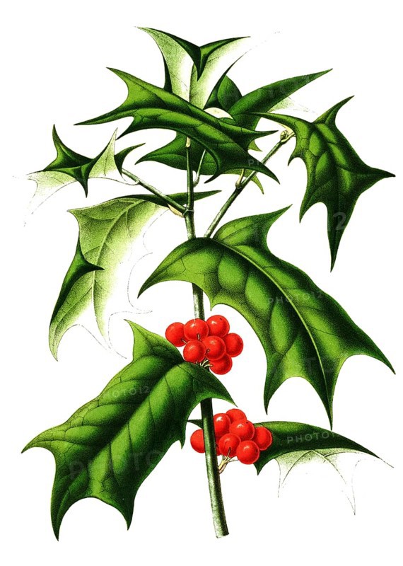 Ilex cornuta, Ilex cornuta, plant and flower, digitally reworked reproduction of an original from the 19th century