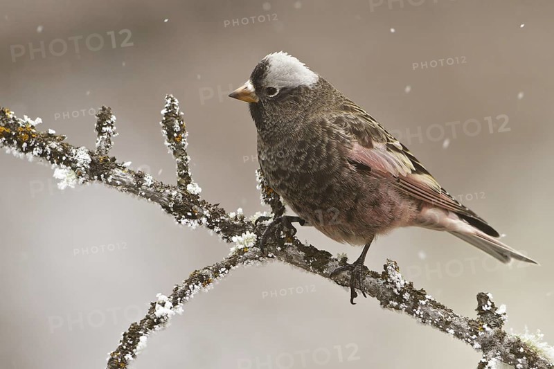 Black Rosy Finch (Leucosticte atrata), New Mexico, USA