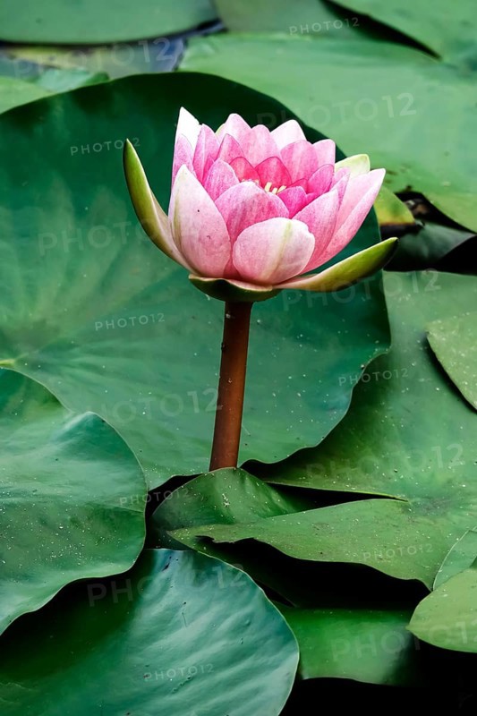 Water lily pond in late summer, water lilies (Nymphaea), Saxony, Germany