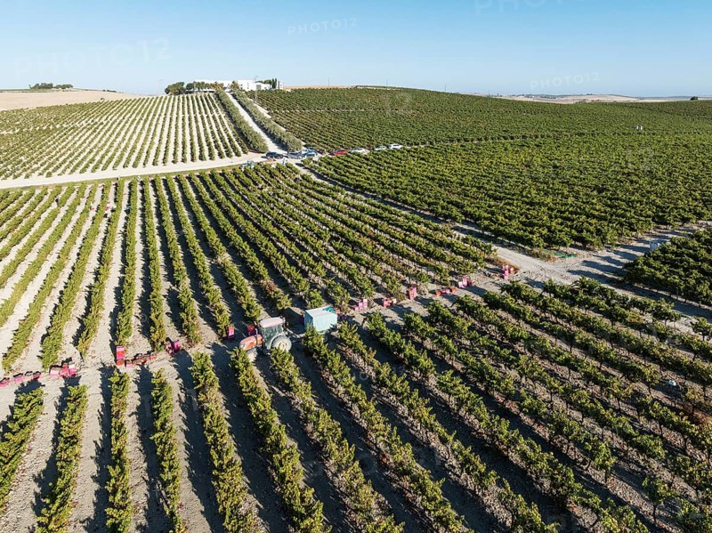 Vintage at the La Canariera vineyard of the Bodega González Byass near the town of Jerez de la Frontera. Aerial view. Drone shot. Cádiz province, Andalusia, Spain