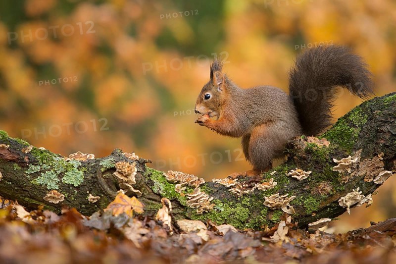 Eurasian Red Squirrel (Sciurus vulgaris) nibbling on hazelnut, Netherlands