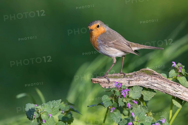 European Robin (Erithacus rubecula) perched on a old tree trunk, Poland