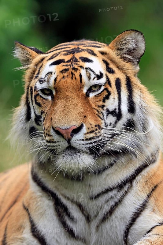 Siberian tiger (Panthera tigris altaica), adult, alert, portrait
