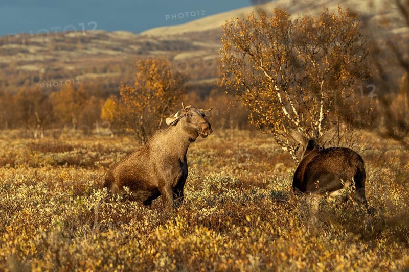 The young bull moose (Alces alces) stands up on his hind legs to fend off the attack of the cow moose, probably got too close to her, fight, anger, aggressive, fight, defence, moose rut, rutting season, autumn, Ruska, September, Norway