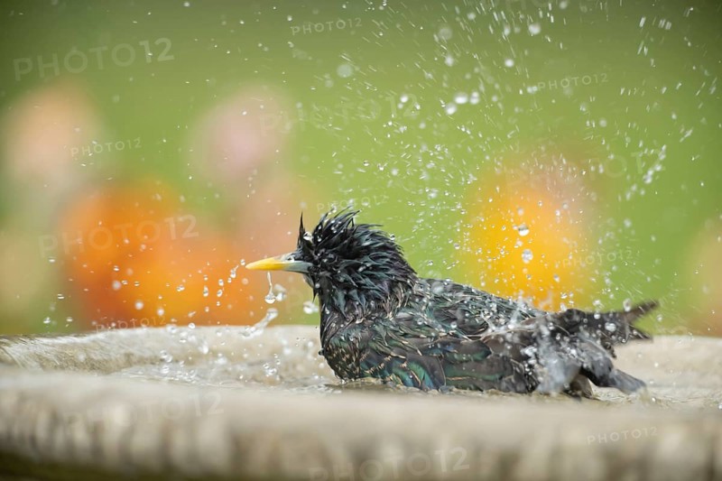 European starling (Sturnus vulgaris) adult bird washing in a bird bath, Suffolk, England, United Kingdom