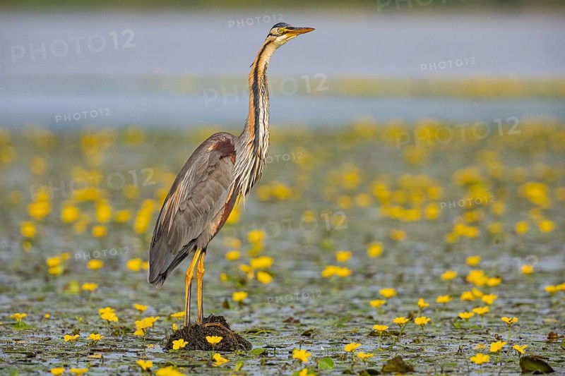 Purple heron (Ardea purpurea) amidst flowering water lilies Hungary