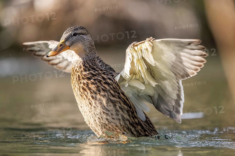Mallard (Anas platyrhynchos) female on a lake, Bavaria, Germany