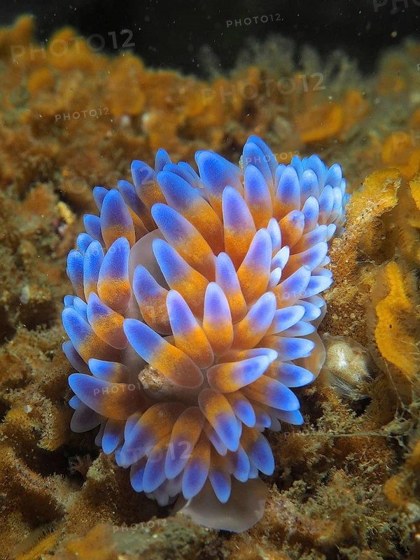 Silver-tipped nudibranch (Janolus capensis)