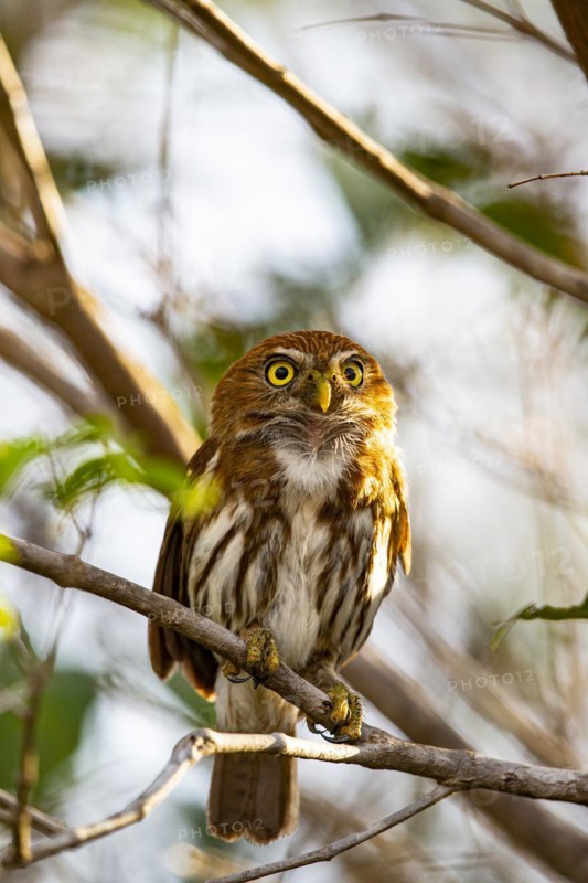 Brazilian Pygmy Owl Claucidium brasilianum) Pantanal Brazil