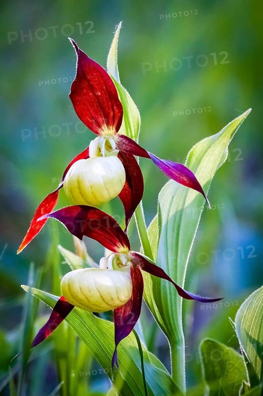 Orchids, Lady's slipper, (Cypripedium calceolus), Lower Saxony, Federal Republic of Germany