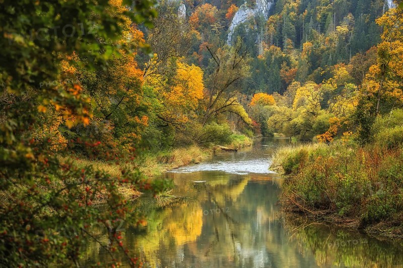The Danube snakes through a colorful autumn forest where the colors of the leaves are reflected in the water, Stiegelesfelsen nature park Reserve, Upper Danube Nature Park, Fridingen, Tuttlingen District, Baden-Württemberg, Germany
