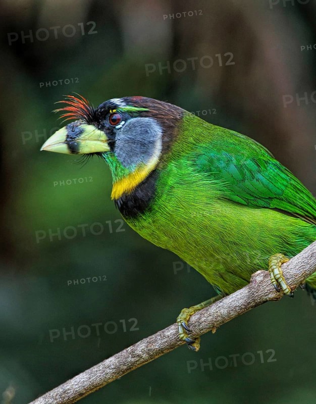 Fire-tufted Barbet (Psilopogon pyrolophus) perched on a branch, Selangor, Malaysia